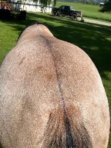 AQHA 4 y/o Registered Dun Mare - Photo 9