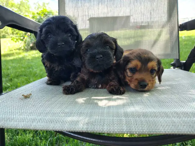 Cockapoo/Yorkie Puppies