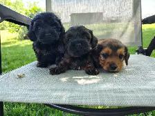 Cockapoo/Yorkie Puppies