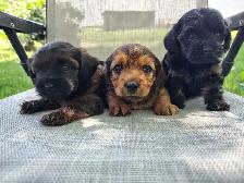 Cockapoo/Yorkie Puppies - Photo 2