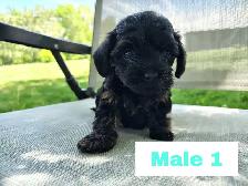 Cockapoo/Yorkie Puppies - Photo 3