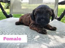 Cockapoo/Yorkie Puppies - Photo 4