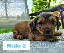 Cockapoo/Yorkie Puppies - Photo 5