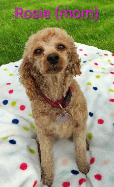 Cockapoo/Yorkie Puppies - Photo 6