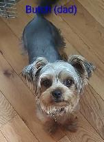 Cockapoo/Yorkie Puppies - Photo 7