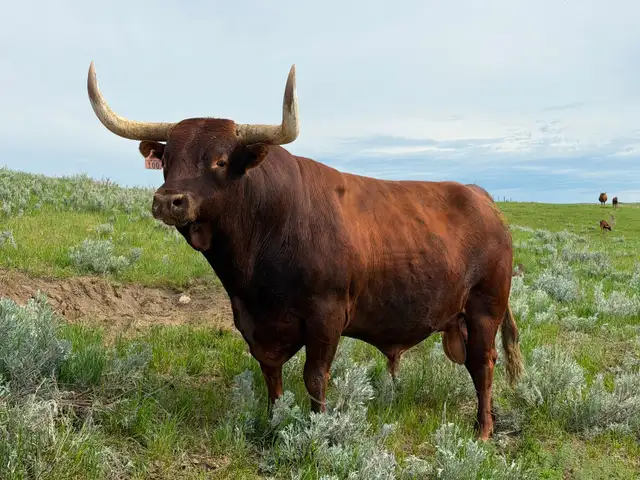 Longhorn herd bull possibly rent