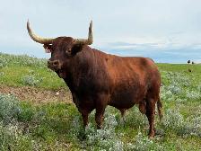 Longhorn herd bull possibly rent