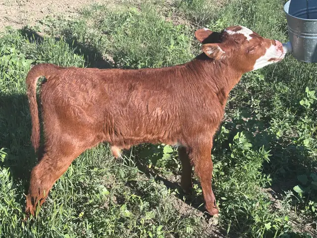 Bull Calf for sale