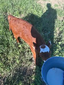 Bull Calf for sale - Photo 2