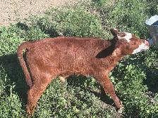 Bull Calf for sale - Photo 3