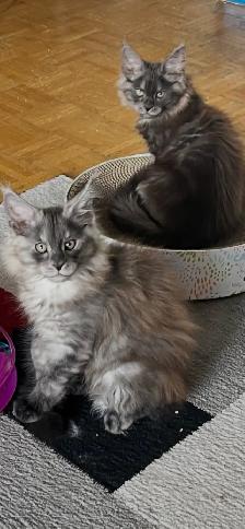 Purebred Maine Coon Kittiens