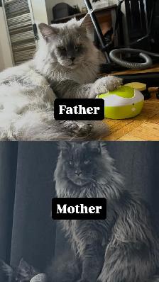 Purebred Maine Coon Kittiens - Photo 2