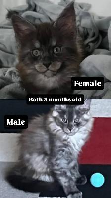Purebred Maine Coon Kittiens - Photo 3