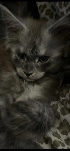 Purebred Maine Coon Kittiens - Photo 4