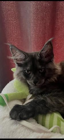Purebred Maine Coon Kittiens - Photo 5
