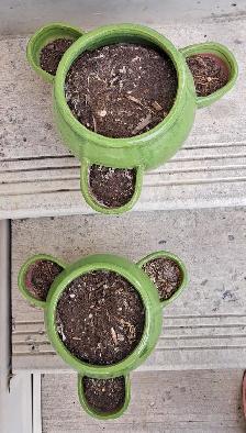 PLANTERS - Photo 3