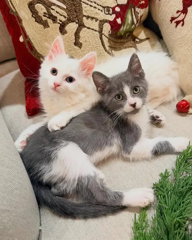 Gorgeous Kittens Available for Good Homes