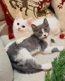 Gorgeous Kittens Available for Good Homes