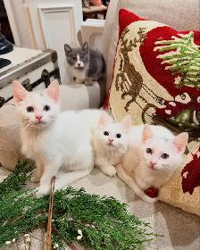 Gorgeous Kittens Available for Good Homes - Photo 2