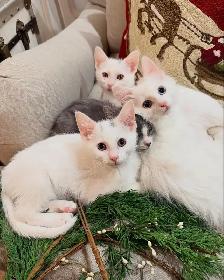Gorgeous Kittens Available for Good Homes - Photo 3