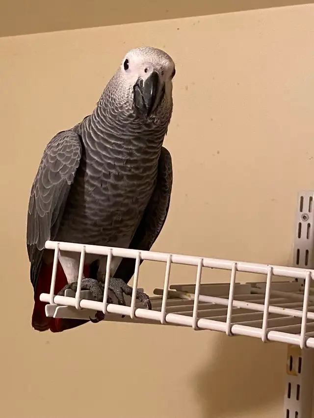 Baby African Grey!