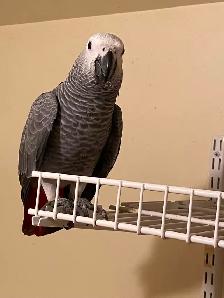 Baby African Grey!