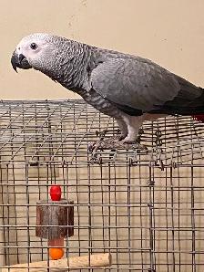 Baby African Grey! - Photo 3