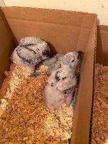 Baby African Grey! - Photo 4