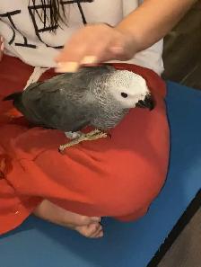 Baby African Grey! - Photo 5