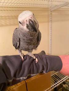 Baby African Grey! - Photo 3