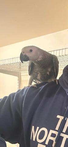 Baby African Grey! - Photo 5