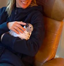 Baby African Grey! - Photo 7