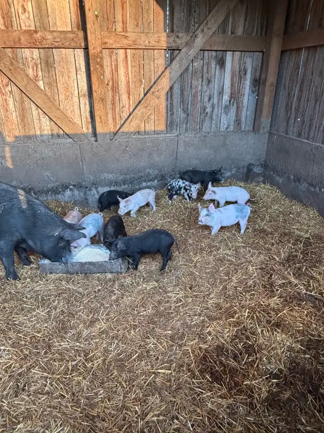 Piglets for sale