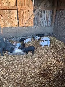 Piglets for sale