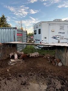 Piglets for sale - Photo 2