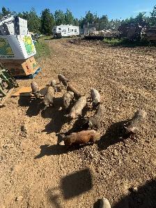Piglets for sale - Photo 3