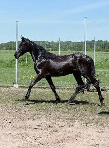 Jument cheval Frison Sport 2 ans