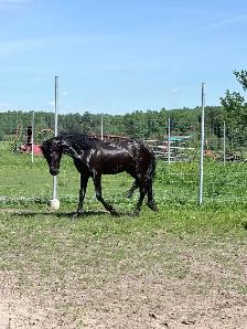 Jument cheval Frison Sport 2 ans - Photo 2