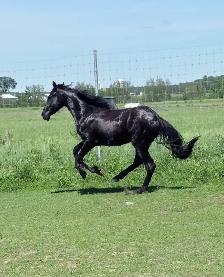 Jument cheval Frison Sport 2 ans - Photo 3