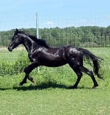 Jument cheval Frison Sport 2 ans - Photo 4