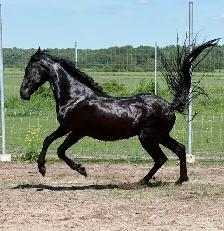 Jument cheval Frison Sport 2 ans - Photo 5