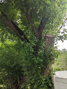 I Will Do Yardwork 4 Cash - Photo 5