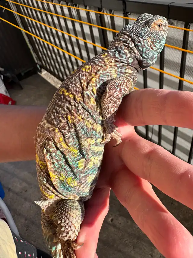 UROMASTYX ORNATA ( Male   Femelle )