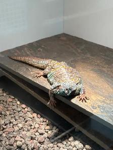 UROMASTYX ORNATA ( Male   Femelle ) - Photo 2