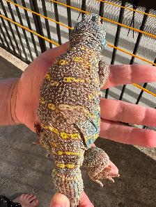 UROMASTYX ORNATA ( Male   Femelle ) - Photo 3