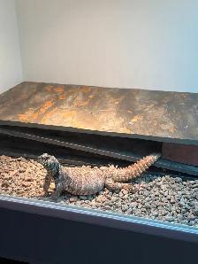 UROMASTYX ORNATA ( Male   Femelle ) - Photo 6