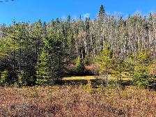 2 TERRAINS 10 ACRES - LA TUQUE - Photo 3