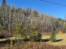 2 TERRAINS 10 ACRES - LA TUQUE - Photo 6