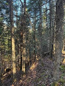 2 TERRAINS 10 ACRES - LA TUQUE - Photo 9