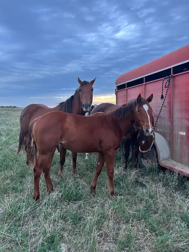 2025 AQHA Filly